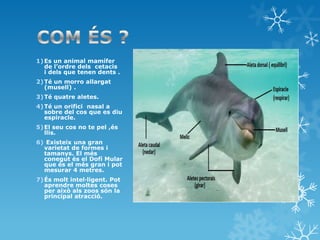 1)Es un animal mamífer
de l’ordre dels cetacis
i dels que tenen dents .
2)Té un morro allargat
(musell) .
3)Té quatre aletes.
4)Té un orifici nasal a
sobre del cos que es diu
espiracle.
5)El seu cos no te pel ,és
llis.
6) Existeix una gran
varietat de formes i
tamanys. El més
conegut és el Dofí Mular
que és el més gran i pot
mesurar 4 metres.
7)És molt intel·ligent. Pot
aprendre moltes coses
per això als zoos són la
principal atracció.
 