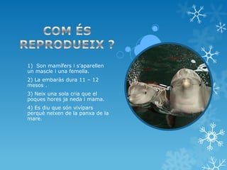 1) Son mamífers i s’aparellen
un mascle i una femella.
2) La embaràs dura 11 – 12
mesos .
3) Neix una sola cria que el
poques hores ja neda i mama.
4) Es diu que són vivípars
perquè neixen de la panxa de la
mare.
 