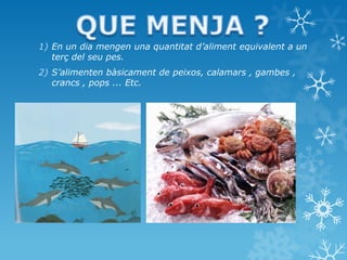 1) En un dia mengen una quantitat d’aliment equivalent a un
terç del seu pes.
2) S’alimenten bàsicament de peixos, calamars , gambes ,
crancs , pops ... Etc.
 