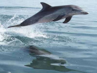 Els dofins (Encara més complet)