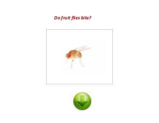 Do fruit flies bite?
 