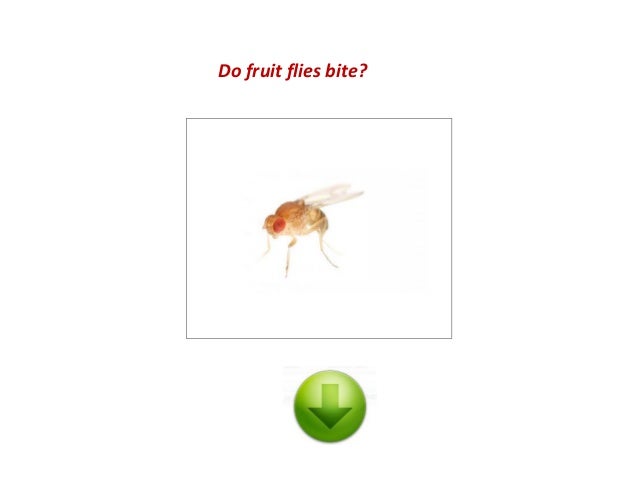 fruit flies in house do fruit flies bite fruit flies in house do fruit flies bite