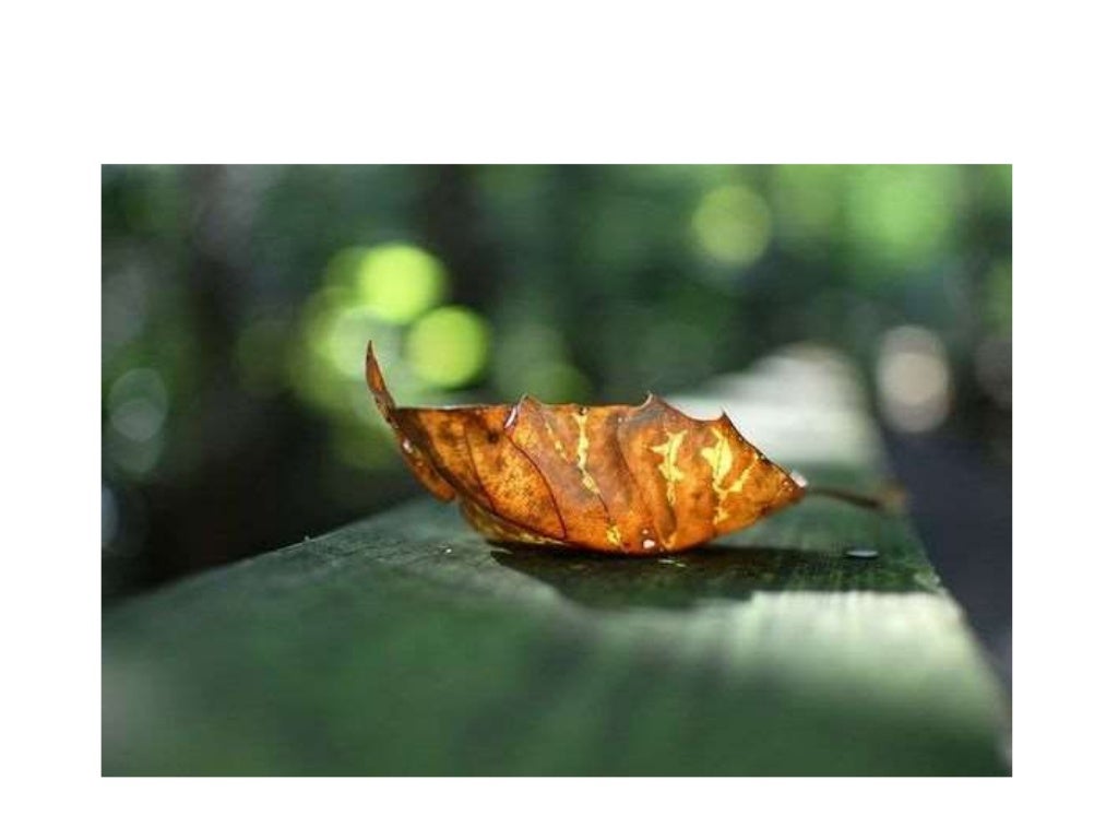 DOF Sempit dan DOF Luas - Fotografi Ilmu Komunikasi Universitas Semar…