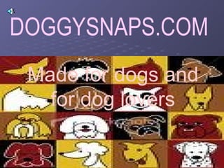 DOGGYSNAPS.COM Made for dogs and for dog lovers 