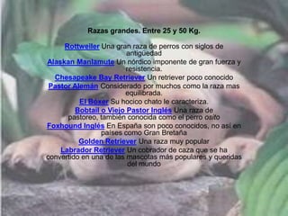 Razas grandes. Entre 25 y 50 Kg.
Rottweiler Una gran raza de perros con siglos de
antigüedad
Alaskan Manlamute Un nórdico imponente de gran fuerza y
resistencia.
Chesapeake Bay Retriever Un retriever poco conocido
Pastor Alemán Considerado por muchos como la raza mas
equilibrada.
El Bóxer Su hocico chato le caracteriza.
Bobtail o Viejo Pastor Inglés Una raza de
pastoreo, también conocida como el perro osito
Foxhound Inglés En España son poco conocidos, no así en
países como Gran Bretaña
Golden Retriever Una raza muy popular
Labrador Retriever Un cobrador de caza que se ha
convertido en una de las mascotas más populares y queridas
del mundo
 