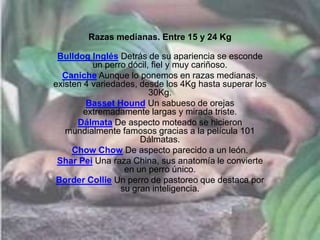 Razas medianas. Entre 15 y 24 Kg
Bulldog Inglés Detrás de su apariencia se esconde
un perro dócil, fiel y muy cariñoso.
Caniche Aunque lo ponemos en razas medianas,
existen 4 variedades, desde los 4Kg hasta superar los
30Kg.
Basset Hound Un sabueso de orejas
extremadamente largas y mirada triste.
Dálmata De aspecto moteado se hicieron
mundialmente famosos gracias a la película 101
Dálmatas.
Chow Chow De aspecto parecido a un león.
Shar Pei Una raza China, sus anatomía le convierte
en un perro único.
Border Collie Un perro de pastoreo que destaca por
su gran inteligencia.
 