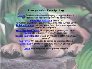 Razas pequeñas. Entre 5 y 14 Kg.
Carlino También conocido como pug o doguillo. Entra a
conocer a estos pequeños perros de compañía.
Schnauzer Miniatura Perros de
compañía, cazadores, guardianes.... que más puedes pedir.
Bulldog Francés Los pequeños frenchies son estupendos
perros de compañía.
West Highland Terrier Unos pequeños perros guardianes.
Beagle Un sabueso muy usado en la caza.
Cocker Spaniel Inglés Quién no conoce a estos simpáticos
perros?
Fox Terrier Un cazador de zorros de gran resistencia
Lhasa Apso Excelentes guardianes, muy activos e
inteligentes.
Teckel Más conocido como perro salchicha.
 