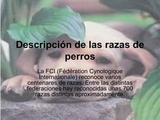 Descripción de las razas de
perros
La FCI (Fédération Cynologique
Internationale) reconoce varios
centenares de razas. Entre las distintas
federaciones hay reconocidas unas 700
razas distintas aproximadamente.
 