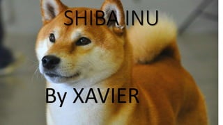 SHIBA INU
By XAVIER
 