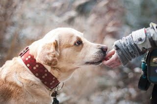 Why giving to animal welfare charities matters 