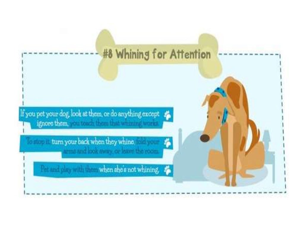 Dog Behaviour Problems Why, What and How To Solve Them!