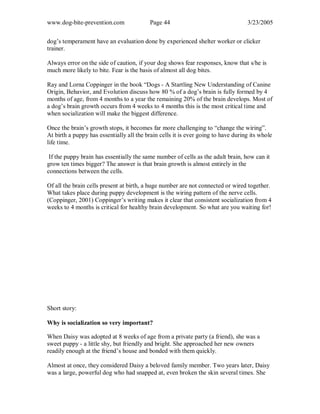 www.dog-bite-prevention.com Page 44 3/23/2005
dog’s temperament have an evaluation done by experienced shelter worker or clicker
trainer.
Always error on the side of caution, if your dog shows fear responses, know that s/he is
much more likely to bite. Fear is the basis of almost all dog bites.
Ray and Lorna Coppinger in the book “Dogs - A Startling New Understanding of Canine
Origin, Behavior, and Evolution discuss how 80 % of a dog’s brain is fully formed by 4
months of age, from 4 months to a year the remaining 20% of the brain develops. Most of
a dog’s brain growth occurs from 4 weeks to 4 months this is the most critical time and
when socialization will make the biggest difference.
Once the brain’s growth stops, it becomes far more challenging to “change the wiring”.
At birth a puppy has essentially all the brain cells it is ever going to have during its whole
life time.
If the puppy brain has essentially the same number of cells as the adult brain, how can it
grow ten times bigger? The answer is that brain growth is almost entirely in the
connections between the cells.
Of all the brain cells present at birth, a huge number are not connected or wired together.
What takes place during puppy development is the wiring pattern of the nerve cells.
(Coppinger, 2001) Coppinger’s writing makes it clear that consistent socialization from 4
weeks to 4 months is critical for healthy brain development. So what are you waiting for!
Short story:
Why is socialization so very important?
When Daisy was adopted at 8 weeks of age from a private party (a friend), she was a
sweet puppy - a little shy, but friendly and bright. She approached her new owners
readily enough at the friend’s house and bonded with them quickly.
Almost at once, they considered Daisy a beloved family member. Two years later, Daisy
was a large, powerful dog who had snapped at, even broken the skin several times. She
 