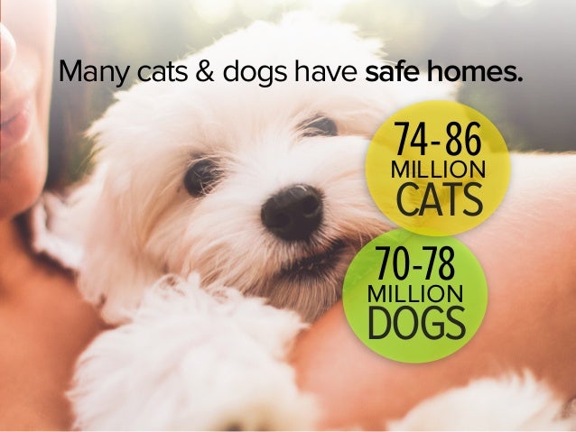 How Many Cats And Dogs Die Each Year How Many Cats And Dogs Die Each Year