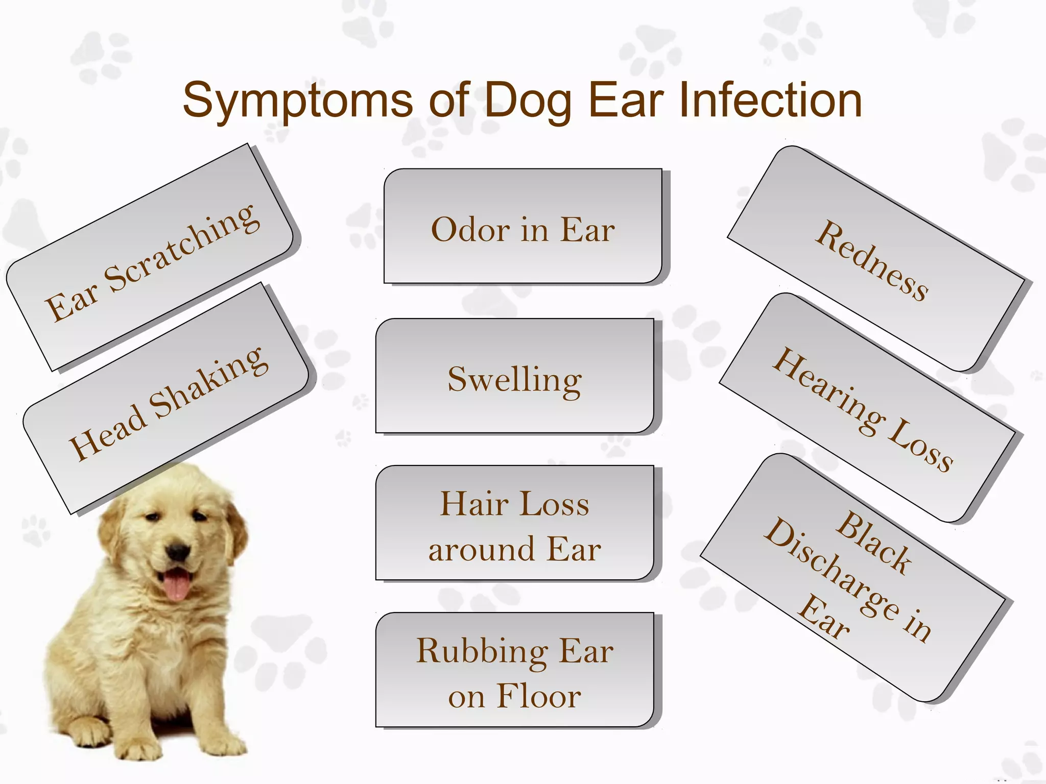 Ear Infection in Dogs: Causes, Treatments and Prevention | PPT