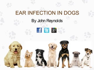 EAR INFECTION IN DOGS
By John Reynolds
 