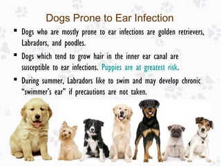 Ear Infection In Dog Breeds Reference: Ear Infection In Dogs Causes Treatments And Prevention