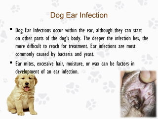 Dust Mite Ear Infections In Dogs And Increased Thirst photo