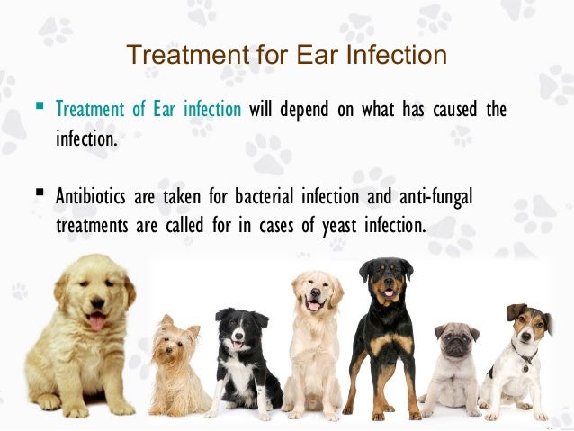Antibiotics Used For Dog Ear Infections Antibiotics Used For Dog Ear Infections