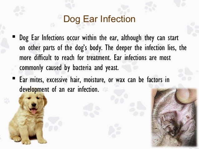 dog ear infection remedy