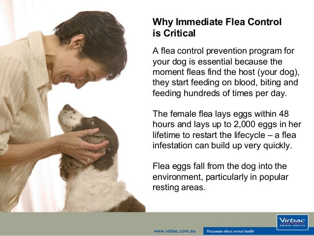 immediate flea treatment