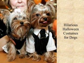 Hilarious Halloween Costumes for Dogs 
