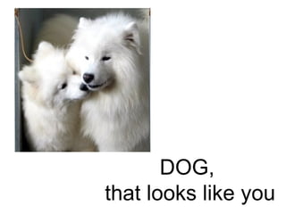 DOG,  that looks like you 