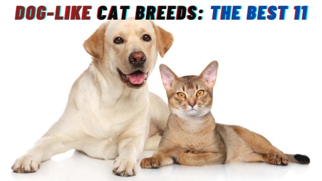DOG-LIKE
DOG-LIKE
DOG-LIKE CAT BREEDS:
CAT BREEDS:
CAT BREEDS: THE BEST 11
THE BEST 11
THE BEST 11
 