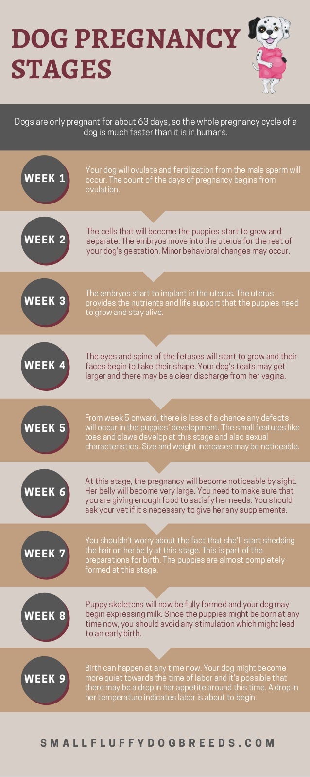 Dog Pregnancy Chart