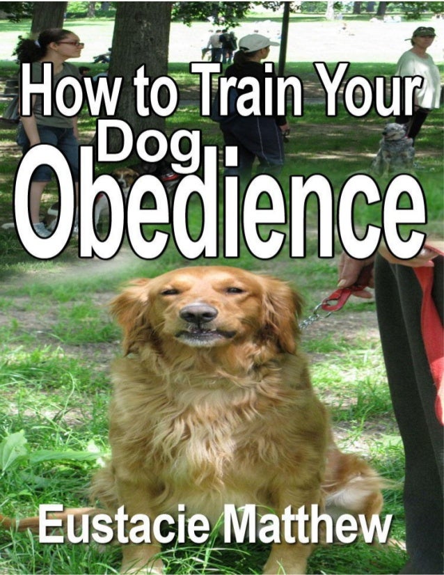 how to obedience your how to your obedience how to obedience your how to your obedience