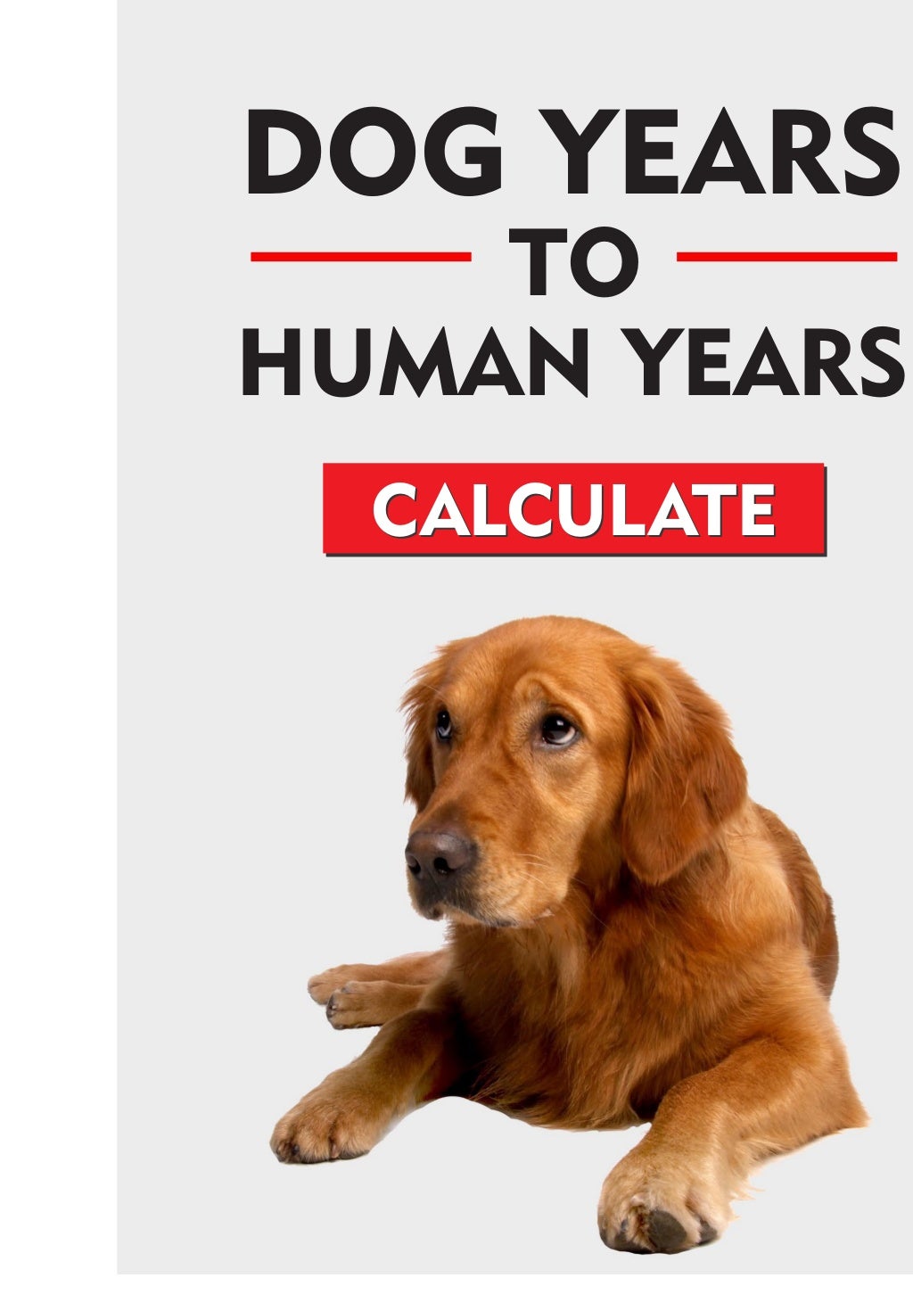 How To Calculate Dog Years To Human Years