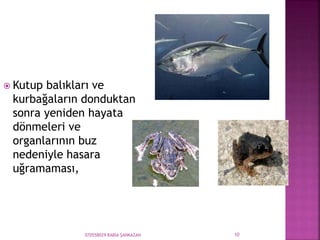 070558029 RABİA ŞANKAZAN 10
 Kutup balıkları ve
kurbağaların donduktan
sonra yeniden hayata
dönmeleri ve
organlarının buz
nedeniyle hasara
uğramaması,
 