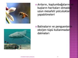 070558029 RABİA ŞANKAZAN 11
 Arıların, kaplumbağaların ve
kuşların haritaları olmadan
uzun mesafeli yolculuklar
yapabilmeleri
 Balinaların ve penguenlerin
oksijen tüpü kullanmadan
dalmaları
 