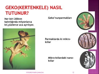 070558029 RABİA ŞANKAZAN 12
Her biri 200nm
kalınlığında milyonlarca
kıl,yüzlerce uca ayrılıyor.
Geko’nunparmakları
Parmaklarda ki mikro-
kıllar
Mikro-kıllardaki nano-
kıllar
 