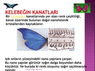 070558029 RABİA ŞANKAZAN 13
Bir kelebeğin kanatlarında yer alan renk çeşitliliği,
kanat üzerinde bulunan doğal nanofotonik
kristallerden kaynaklanır.
Işık onların yüzeyindeki nano yapılara çarpar.
Bu nano yapılar görünür ışığın dalga boyundan daha
küçüktür. Ve burada ki renk oluşumu ışığın saçılmasıyla
 