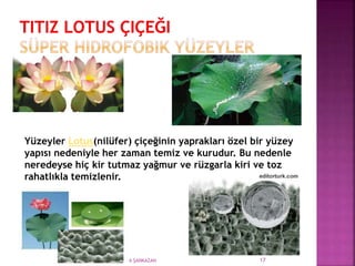 070558029 RABİA ŞANKAZAN 17
Yüzeyler Lotus(nilüfer) çiçeğinin yaprakları özel bir yüzey
yapısı nedeniyle her zaman temiz ve kurudur. Bu nedenle
neredeyse hiç kir tutmaz yağmur ve rüzgarla kiri ve toz
rahatlıkla temizlenir.
 