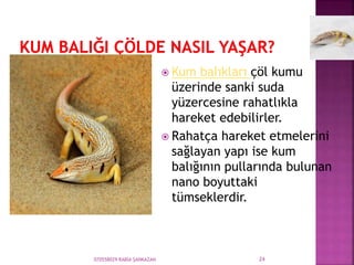  Kum balıkları çöl kumu
üzerinde sanki suda
yüzercesine rahatlıkla
hareket edebilirler.
 Rahatça hareket etmelerini
sağlayan yapı ise kum
balığının pullarında bulunan
nano boyuttaki
tümseklerdir.
070558029 RABİA ŞANKAZAN 24
 