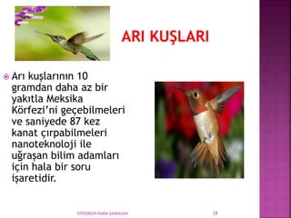 070558029 RABİA ŞANKAZAN 28
 Arı kuşlarının 10
gramdan daha az bir
yakıtla Meksika
Körfezi’ni geçebilmeleri
ve saniyede 87 kez
kanat çırpabilmeleri
nanoteknoloji ile
uğraşan bilim adamları
için hala bir soru
işaretidir.
 