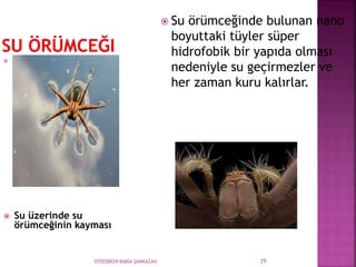 070558029 RABİA ŞANKAZAN 29
 Su örümceğinde bulunan nano
boyuttaki tüyler süper
hidrofobik bir yapıda olması
nedeniyle su geçirmezler ve
her zaman kuru kalırlar.

 Su üzerinde su
örümceğinin kayması
 