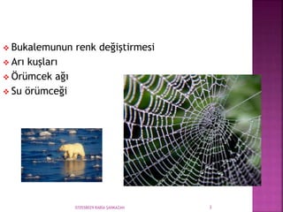 070558029 RABİA ŞANKAZAN 3
 Bukalemunun renk değiştirmesi
 Arı kuşları
 Örümcek ağı
 Su örümceği
 