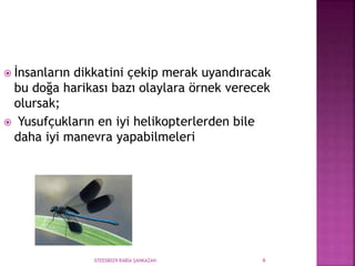 070558029 RABİA ŞANKAZAN 6
 İnsanların dikkatini çekip merak uyandıracak
bu doğa harikası bazı olaylara örnek verecek
olursak;
 Yusufçukların en iyi helikopterlerden bile
daha iyi manevra yapabilmeleri
 