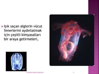 070558029 RABİA ŞANKAZAN 9
 Işık saçan alglerin vücut
fenerlerini aydınlatmak
için çeşitli kimyasalları
bir araya getirmeleri,
 