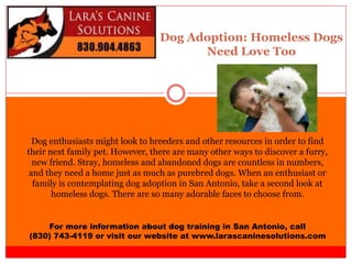 Dog Adoption: Homeless Dogs
Need Love Too
For more information about dog training in San Antonio, call
(830) 743-4119 or visit our website at www.larascaninesolutions.com
Dog enthusiasts might look to breeders and other resources in order to find
their next family pet. However, there are many other ways to discover a furry,
new friend. Stray, homeless and abandoned dogs are countless in numbers,
and they need a home just as much as purebred dogs. When an enthusiast or
family is contemplating dog adoption in San Antonio, take a second look at
homeless dogs. There are so many adorable faces to choose from.
 