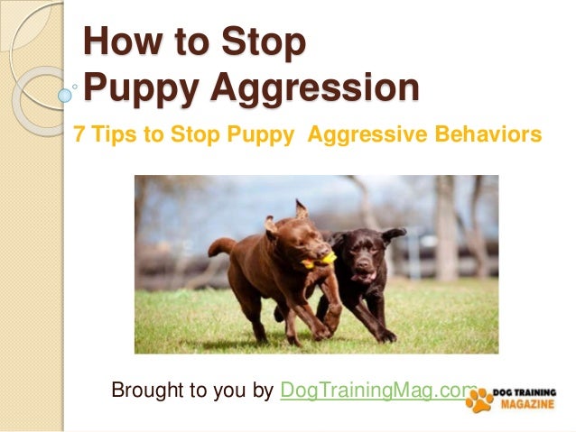 how to stop puppy aggression 7 tips to stop puppy aggressive behaviors how to stop puppy aggression 7 tips to stop puppy aggressive behaviors