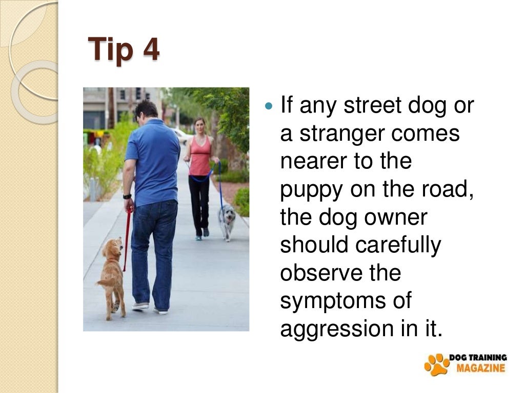 7 Tips to Stop Puppy Aggressive Behaviors