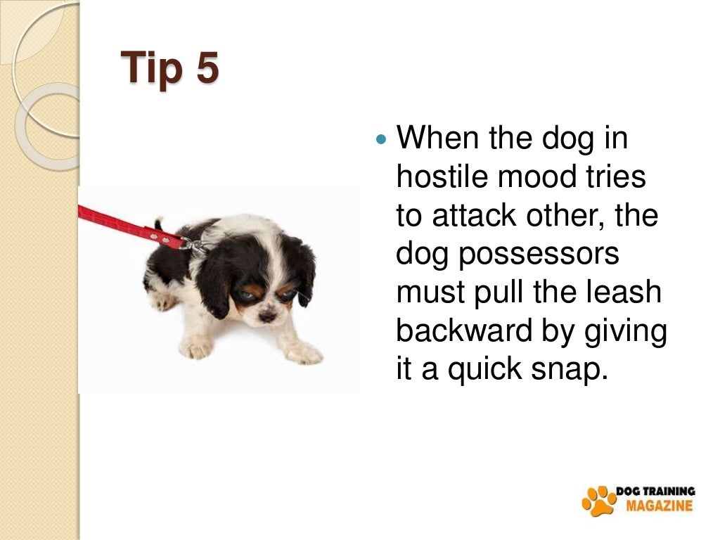 7 Tips to Stop Puppy Aggressive Behaviors