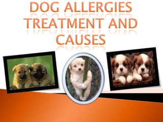 Dog Allergies Treatment and Causes 