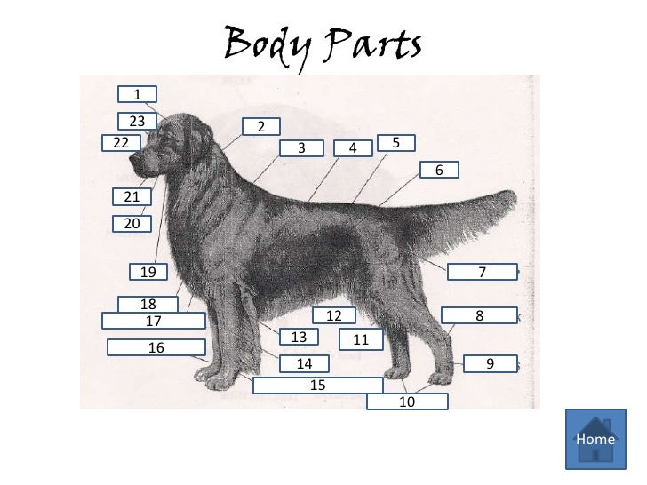 Dog Anatomy Review