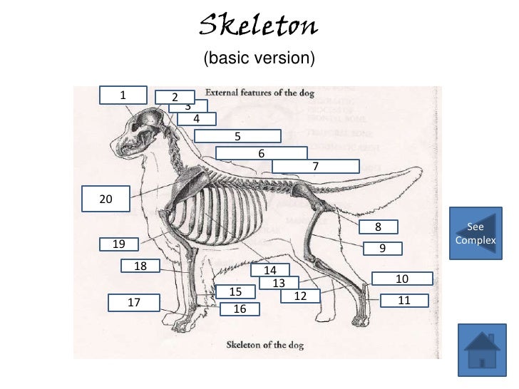 Dog Anatomy Review