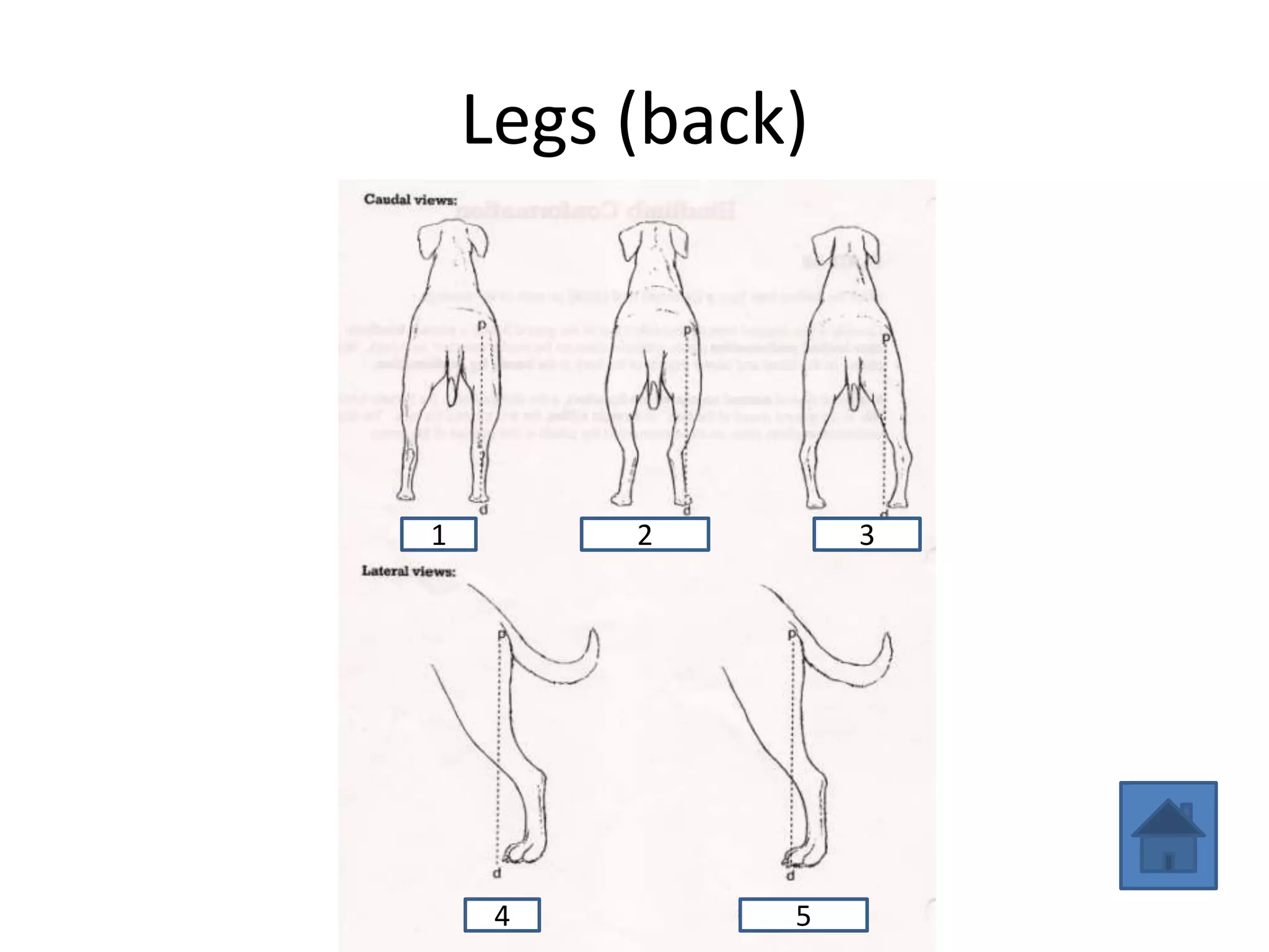 Dog Anatomy Review | PPTX
