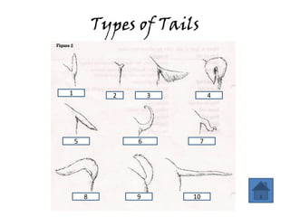 Staart Dog Anatomy Review | PPTX